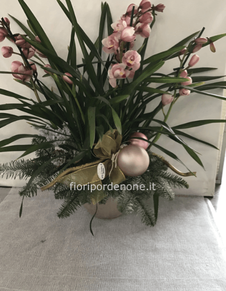 Cymbidium multirame