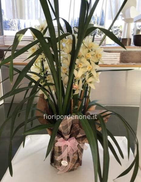 Cymbidium