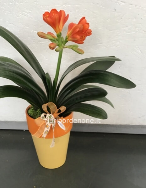 Clivia