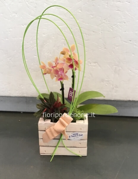 Cubo mini orchidea