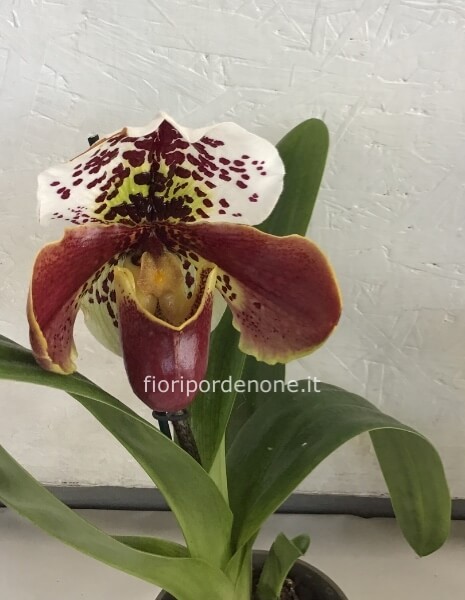 Paphiopedilum hybrid ( orchidea scarpetta)