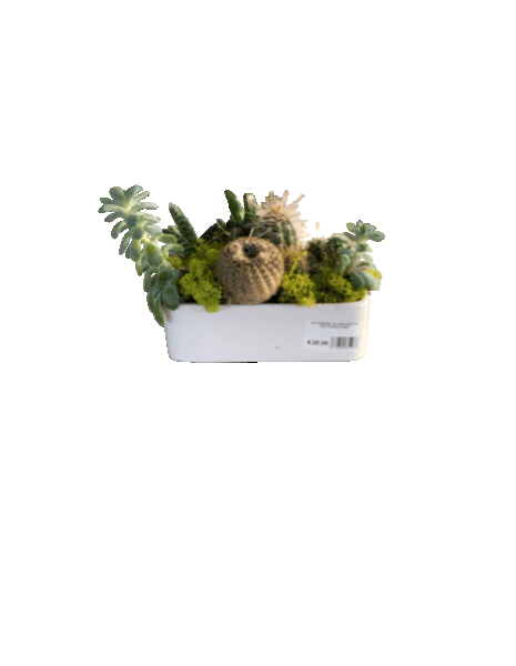 Vaschetta di piante grasse