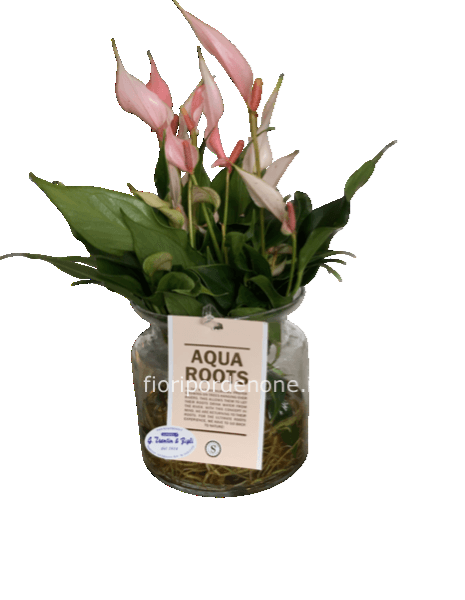 Anthurium In idrocoltura
