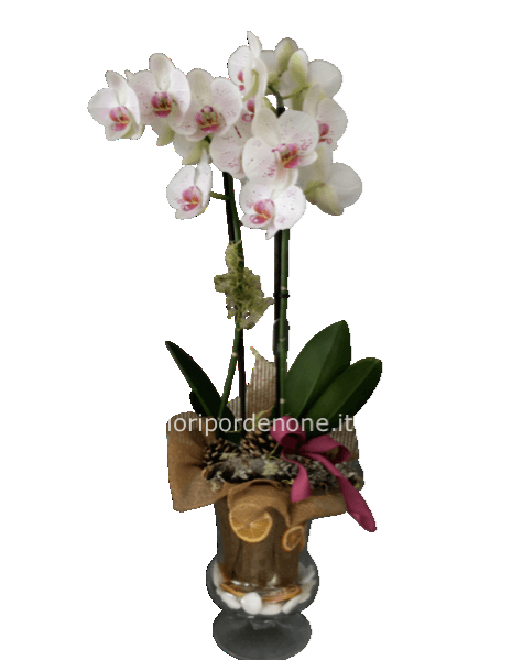 Orchidea in vaso di vetro