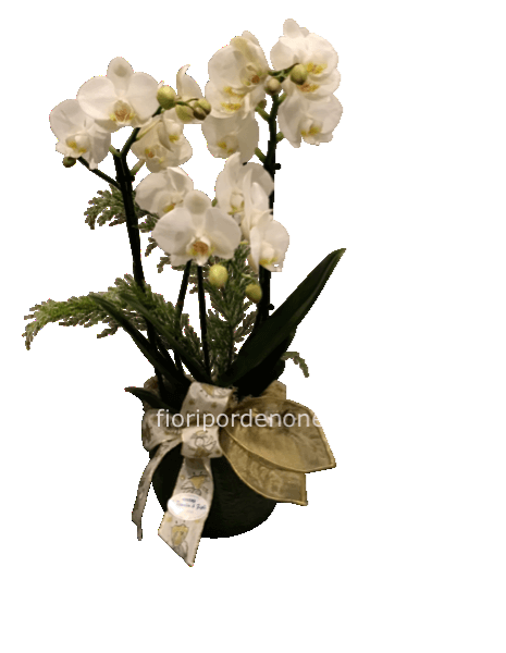 Orchidea con vaso pino