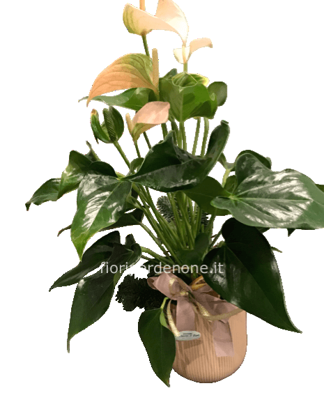 Anthurium color salmone