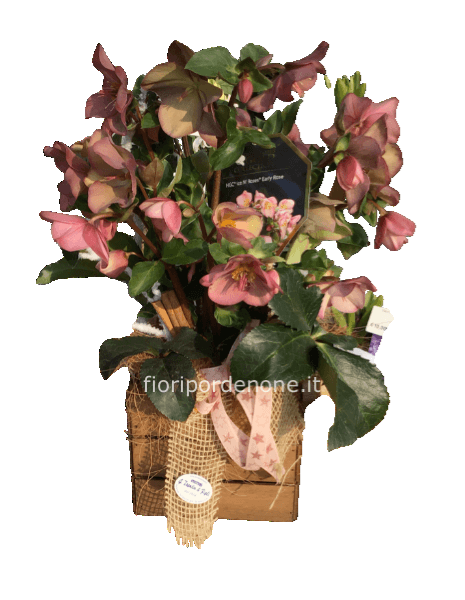 Rosa d’ inverno (helleborus)