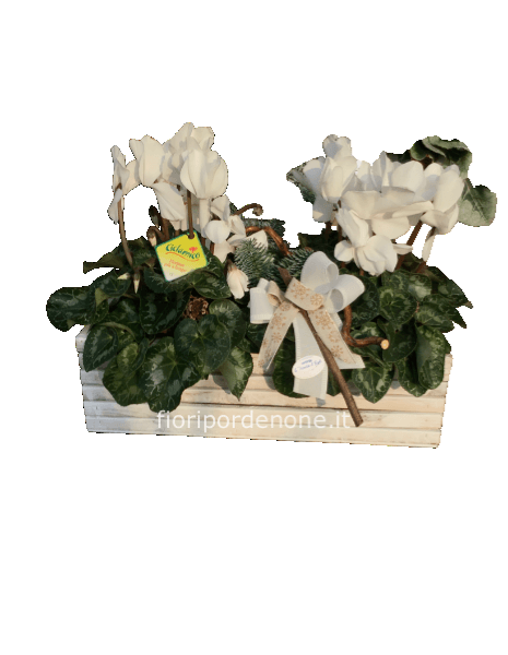 Cassetta bianca con ciclamini