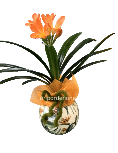 Clivia