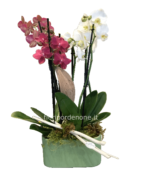 Composizione di orchidee