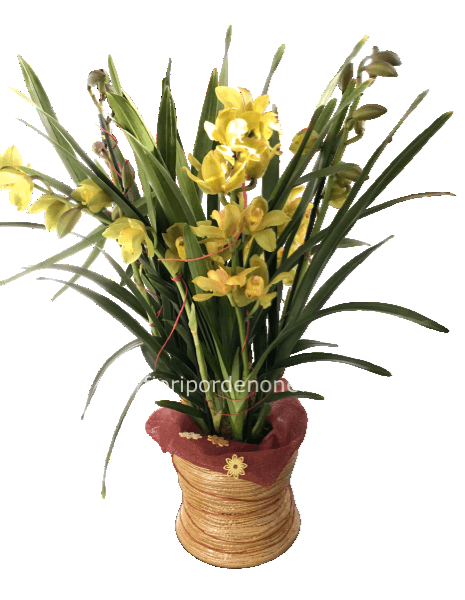 Orchidea cymbidium extra
