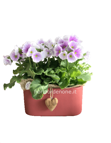 Composizione primula obconica