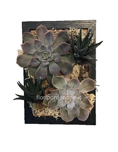 Cornice Piantine succulente