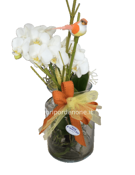 Orchidea in idrocoltura