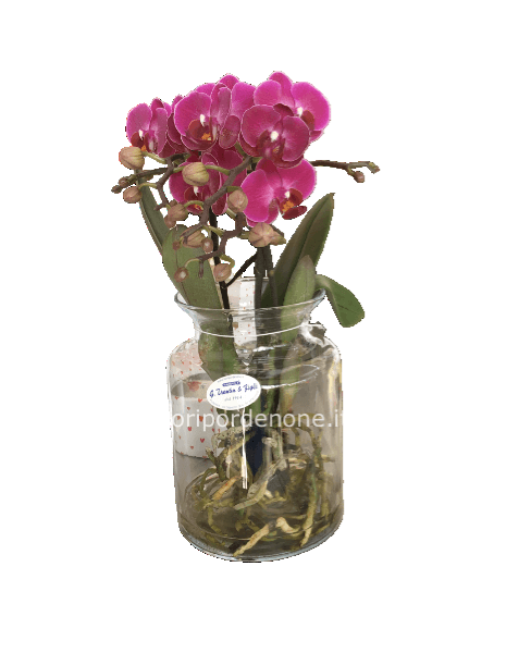 Orchidea in idrocoltura