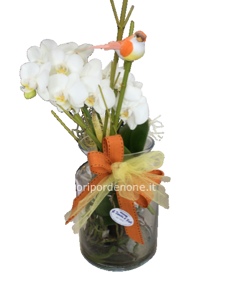 Orchidea in idrocoltura