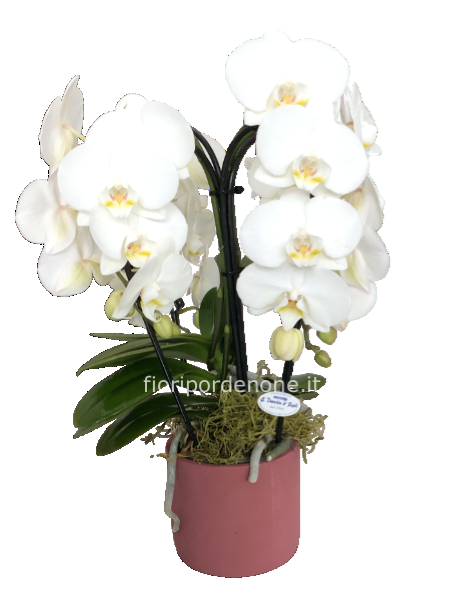 Phaleonopsis 4 archi