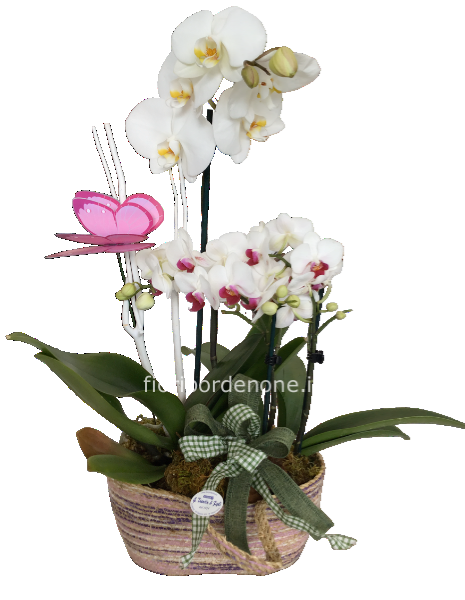 Ovalina con 2 phaleonopsis