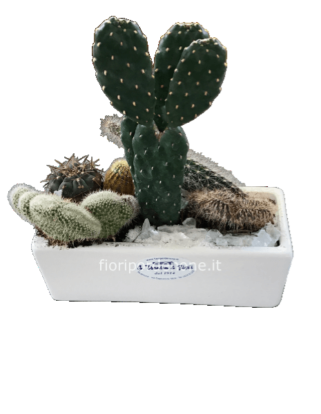 Vaschettina piantine grasse