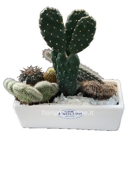 Vaschettina piantine grasse