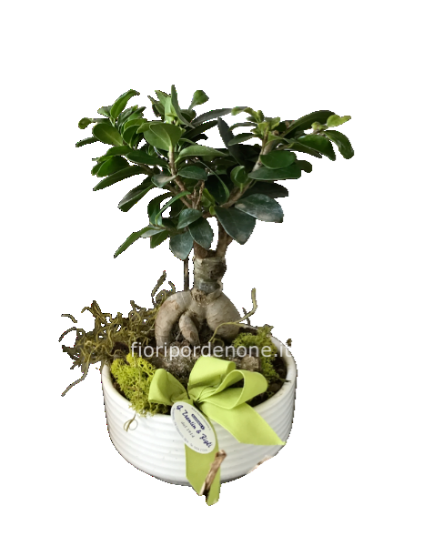 Bonsai ficus ginseng h 30 cm piccolo