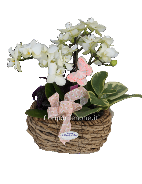 Ovalina di orchidee