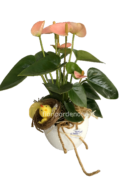 Anthurium Di pasqua