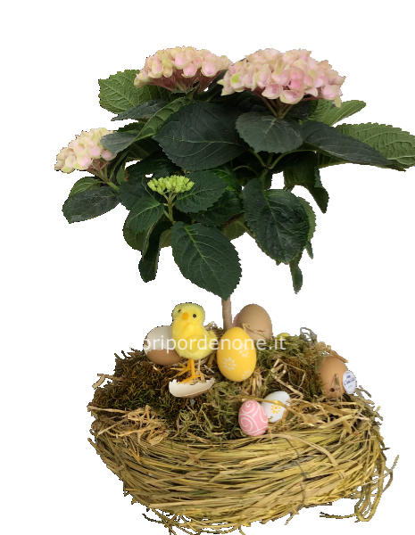 Ortensia alberello con nido