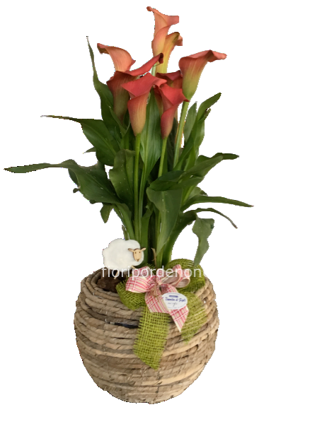 Calla rossa in cesta di vimini