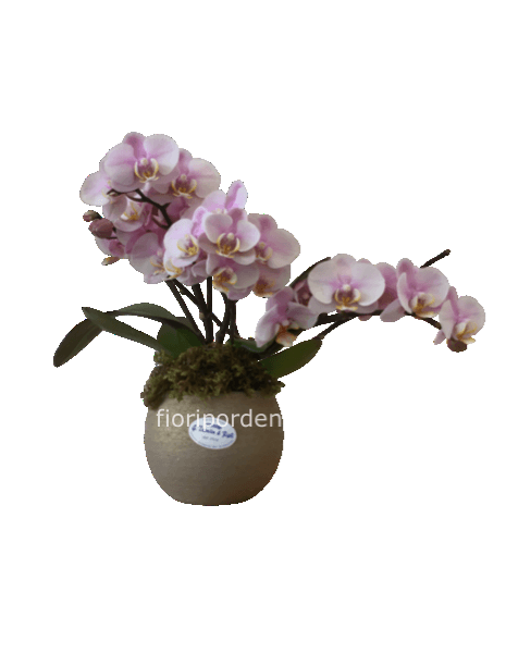 Phalaenopsis caravaggio
