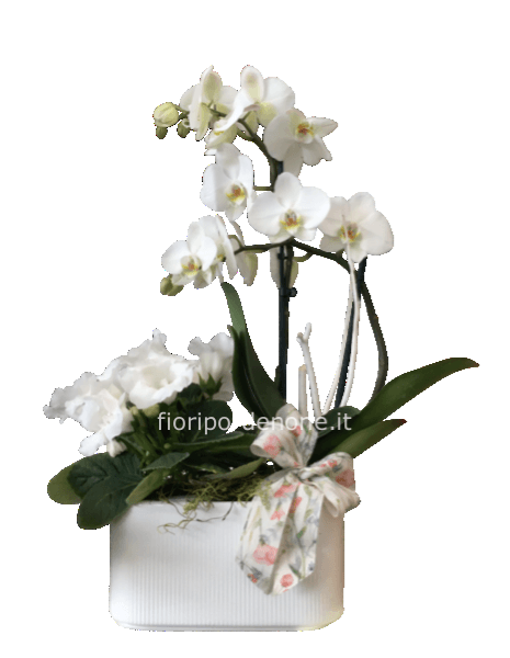 Vaschetta orchidea arco e gloxinia