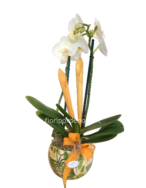 Phaleonopsis bianca