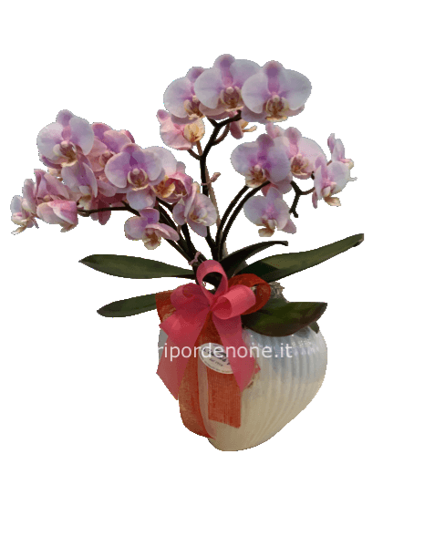 Phaleonopsis cuore