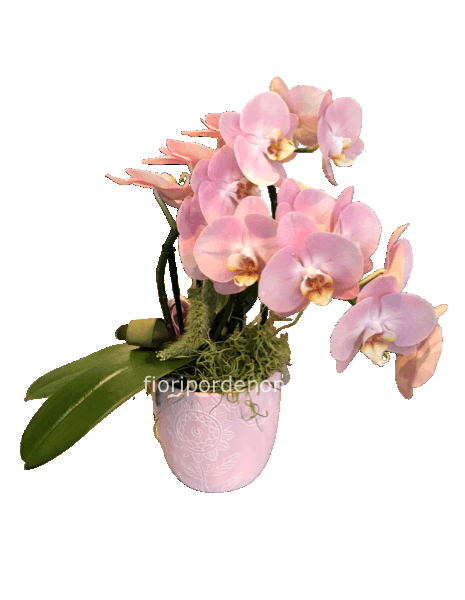 Phaleonopsis rosa doppio