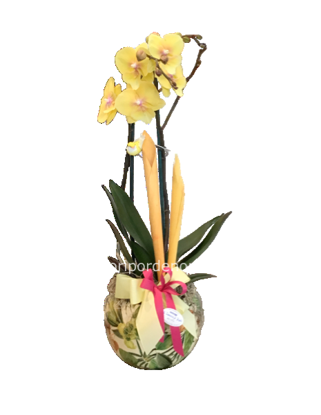 Orchidea gialla