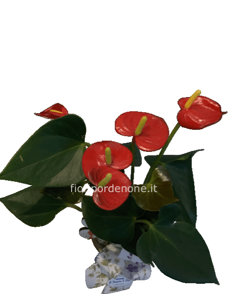 Cp Anthurium