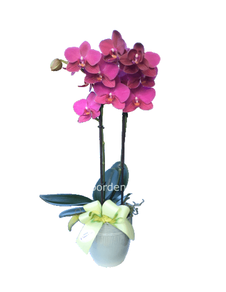 Phalaenopsis fucsia