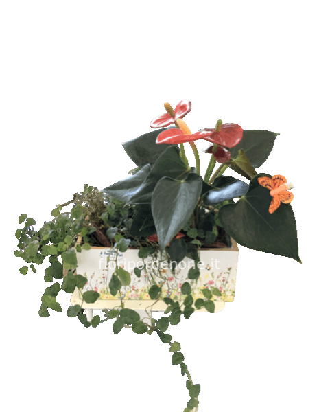 Vaschettina “ colorata “ con Anthurium e pianta verde