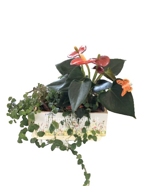 Vaschettina “ colorata “ con Anthurium e pianta verde