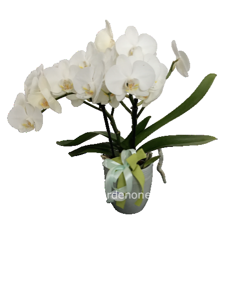 Phaleonopsis bianca