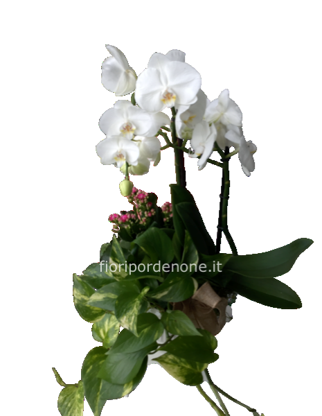 Cp mista con orchidea