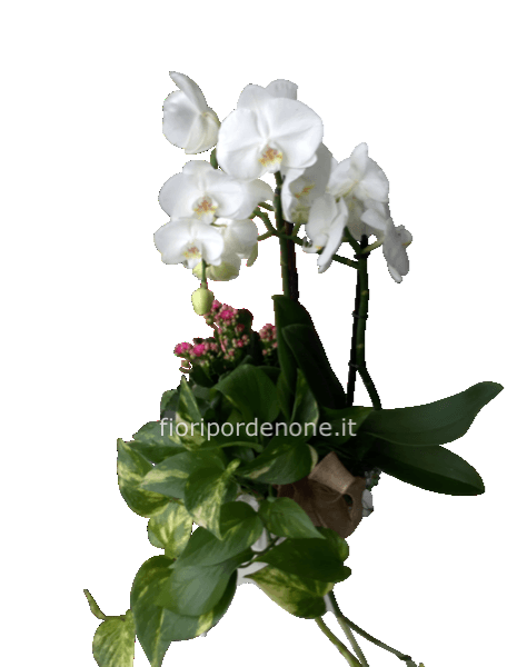 Cp mista con orchidea
