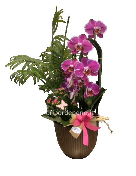 Cp mix ochidea viola