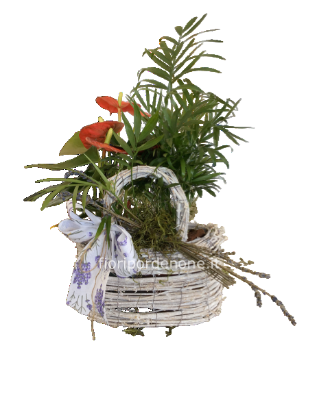 Cestino Anthurium e camadorea