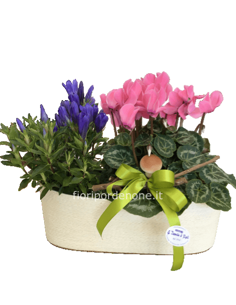 Cp genziana e ciclamino