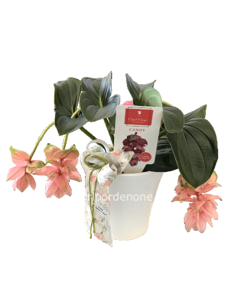 Medinilla